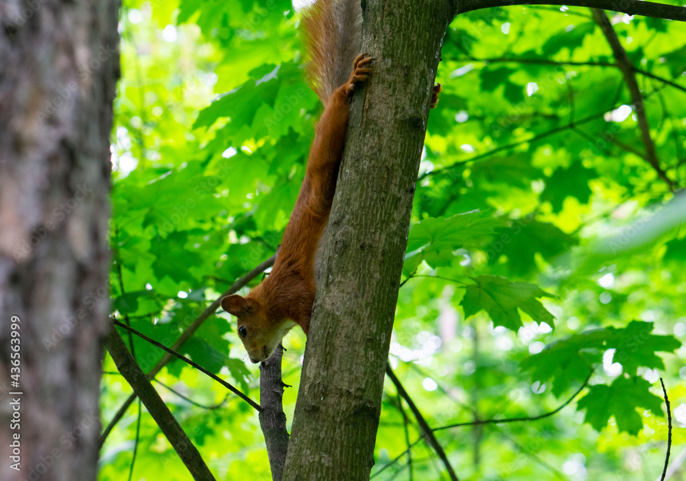 The red squirrel or Eurasian red squirrel (Sciurus vulgaris) is a species of tree squirrel in the park. Bright green leaves background. 