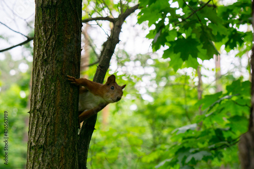 The red squirrel or Eurasian red squirrel (Sciurus vulgaris) is a species of tree squirrel in the park. Bright green leaves background.  © Kateryna