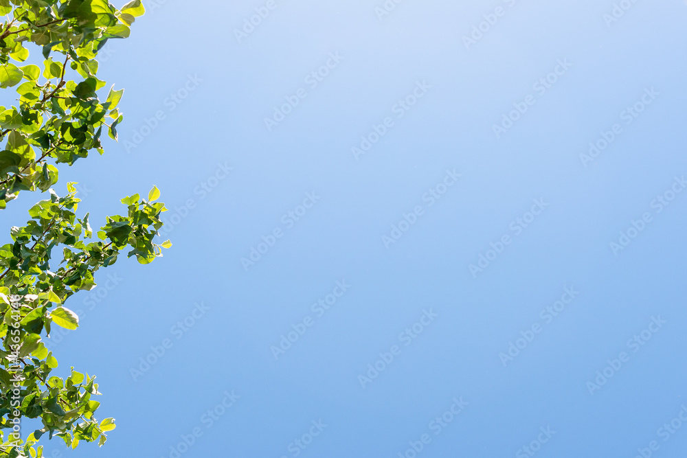 Green leaves and blue sky with place for text (copy space). Green leaves and blue sky with place for text (copy space).