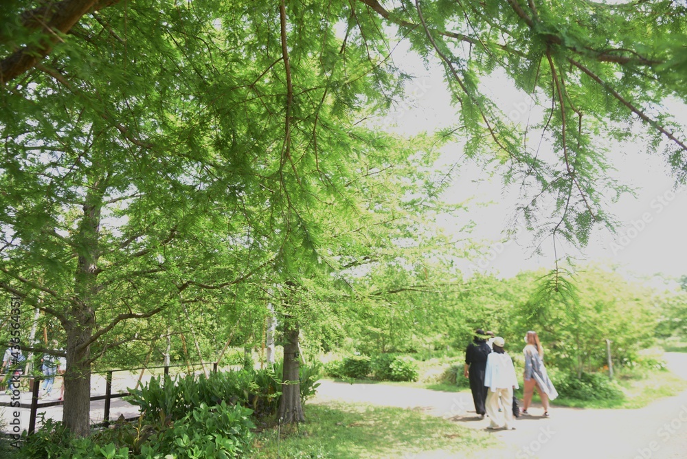 Bald cypress is a coniferous tree of Cupressaceae native to North America and grows in wetlands. Bald cypress is a coniferous tree of Cupressaceae native to North America and grows in wetlands.