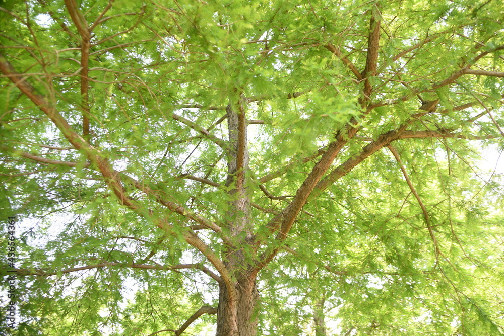 Obraz premium Bald cypress is a coniferous tree of Cupressaceae native to North America and grows in wetlands.