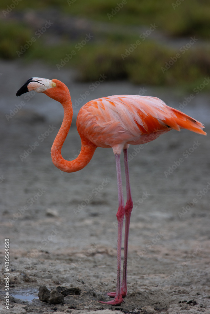 American Flamingo on Caribbean Island American Flamingo on Caribbean Island