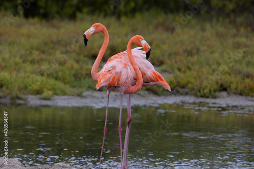 Pair of American Flamingos on Caribbean Island