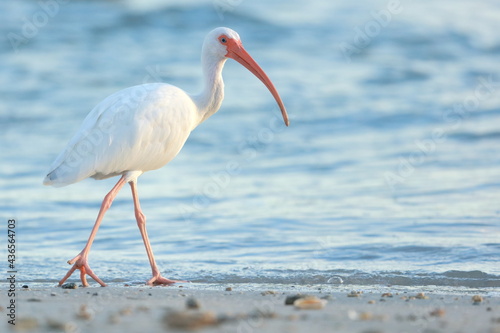 White Ibis, Eudocimus albus, Sebastian Inlet  Sate Park, Florida, USA