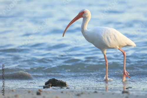 White Ibis, Eudocimus albus, Sebastian Inlet  Sate Park, Florida, USA