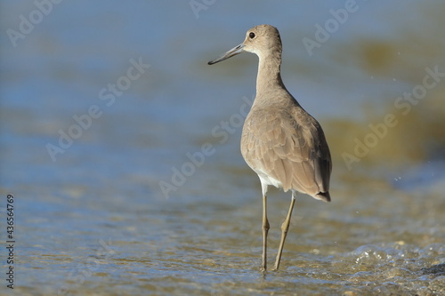 willet, Tringa semipalmata, J.N. Ding Darling National Wildlife Refuge, Florida, USA
