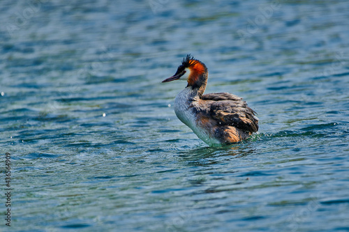 Great crested grebe swimming in the lake next to its chicks