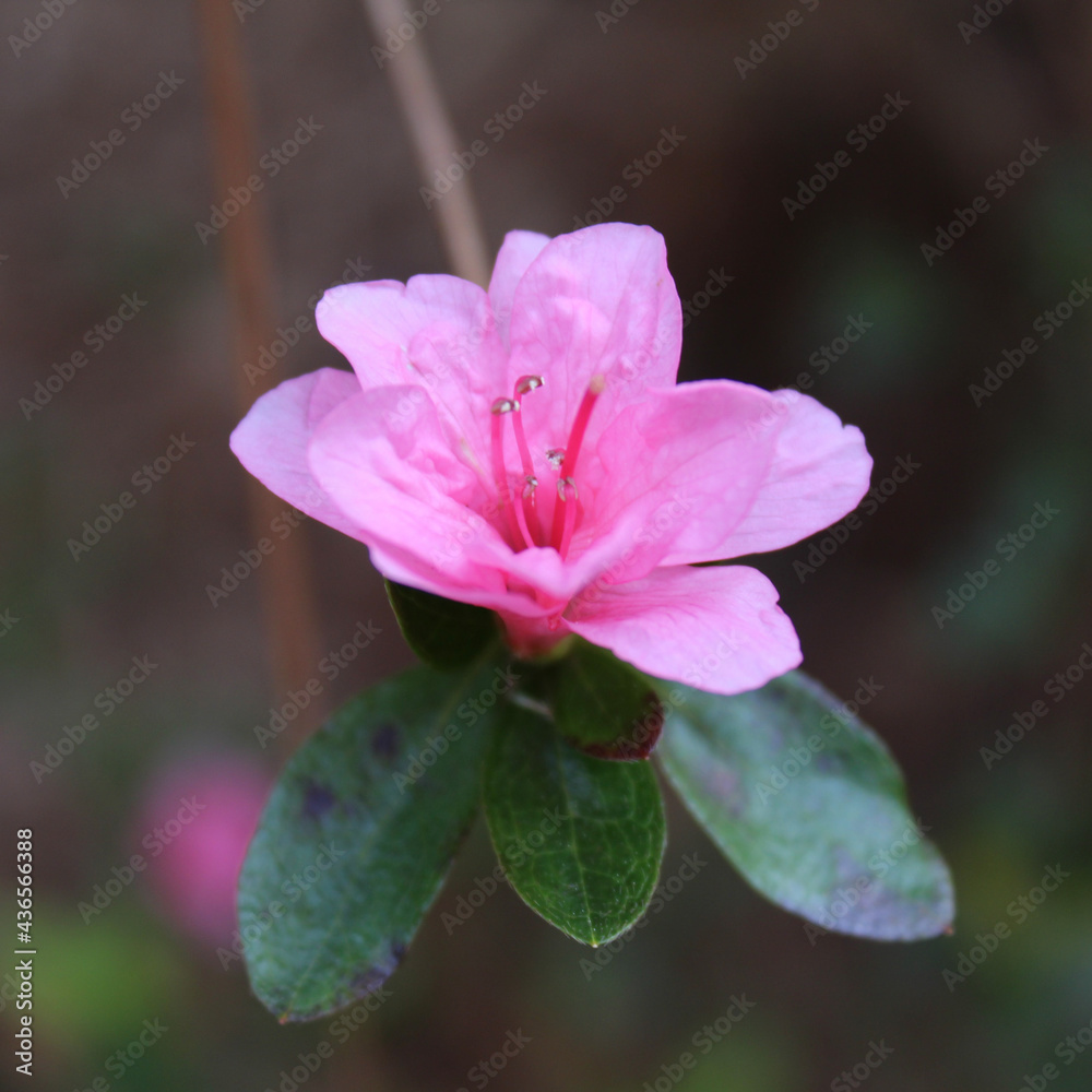 close up of pink flower close up of pink flower