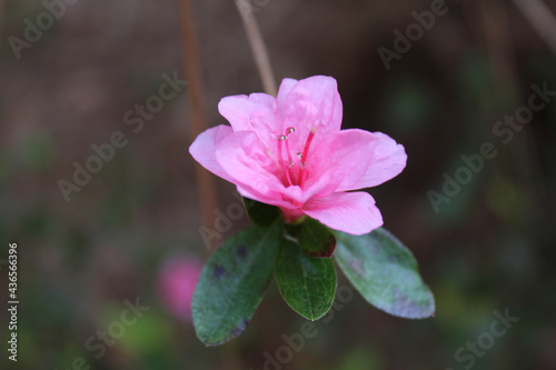 pink flower