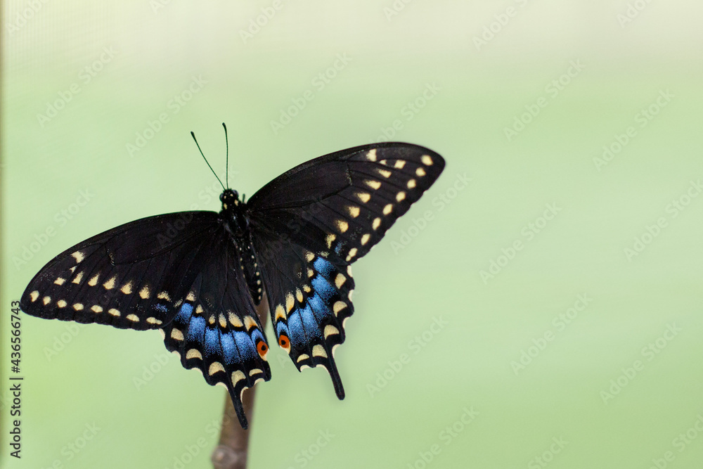 Obraz premium Black swallowtail perched on branch