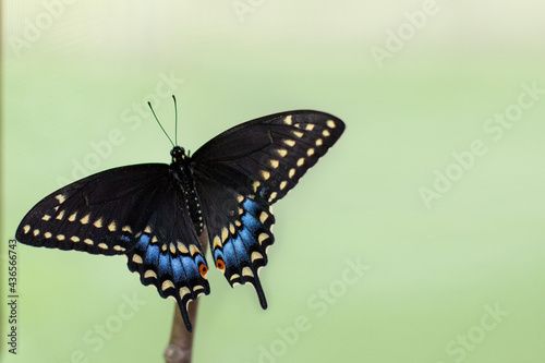 Canvas Print Black swallowtail perched on branch