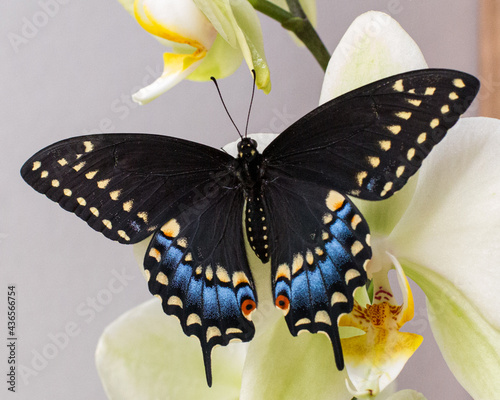Black swallowtail on orchid photo
