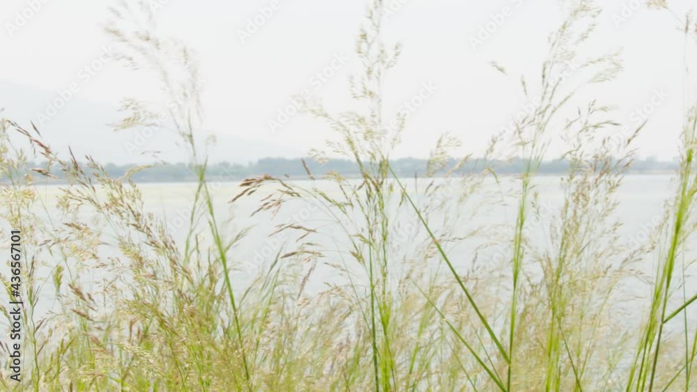 Reed Swaying In The Wind. Reed Swaying In The Wind.