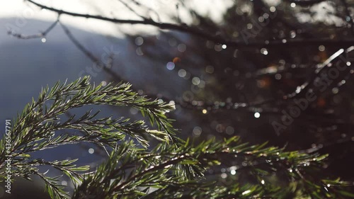 native Australian Callistemon bottlebursh tree and other plants under the rain in backyard shot from indoor with raindrops on the branches and focus shifting photo