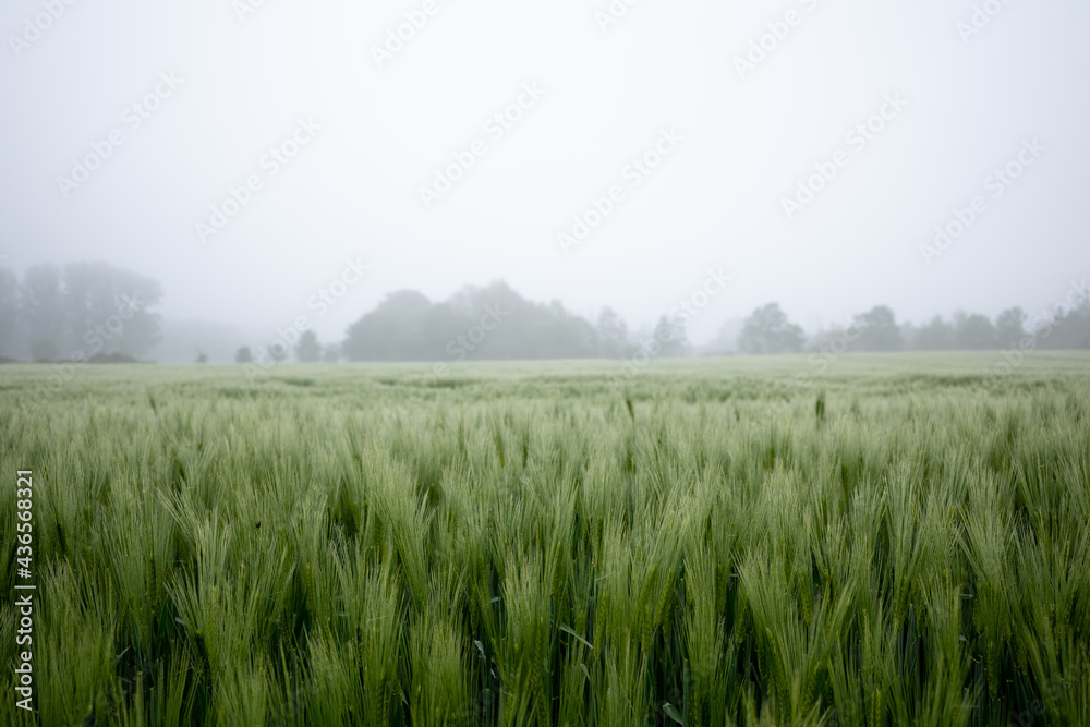 Selective focus and outdoor misty  landscape view fog over grass, rice, meadow, wheat or barley agricultural field. Natural greenery green background. Growth rice field.
