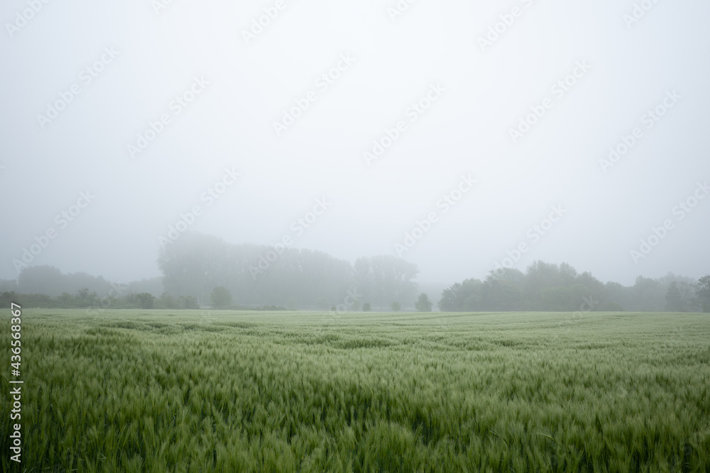 Selective focus and outdoor misty landscape view fog over grass, rice, meadow, wheat or barley agricultural field. Natural greenery green background. Growth rice field. Selective focus and outdoor misty landscape view fog over grass, rice, meadow, wheat or barley agricultural field. Natural greenery green background. Growth rice field.