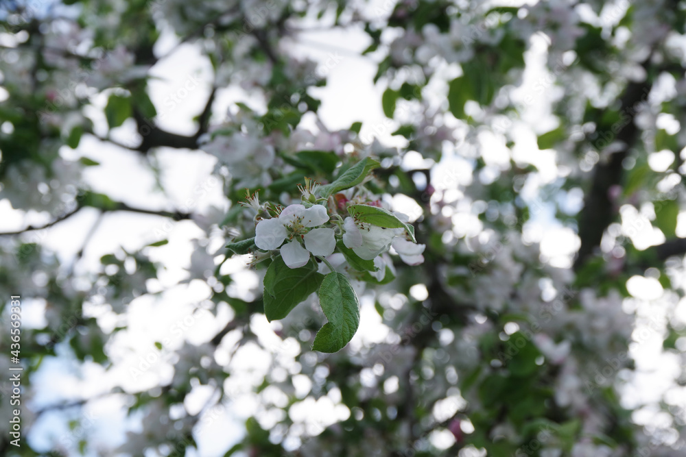 Spring apple flowers background. Spring blooming apple flowers. Spring apple flowers in the garden. Spring flower landscape.