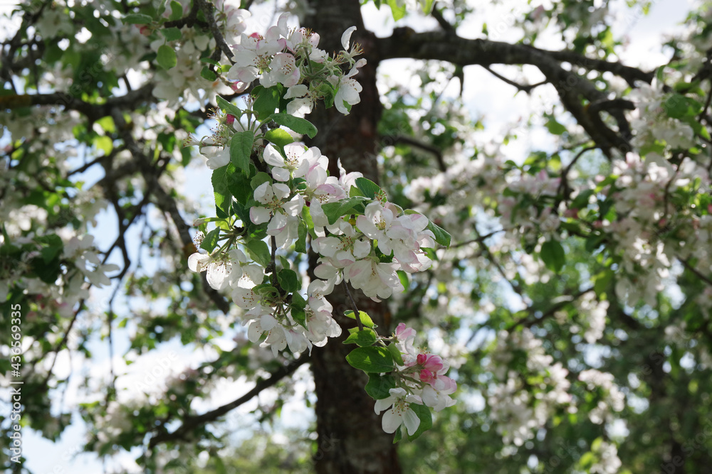 Spring apple flowers background. Spring blooming apple flowers. Spring apple flowers in the garden. Spring flower landscape. Spring apple flowers background. Spring blooming apple flowers. Spring apple flowers in the garden. Spring flower landscape.