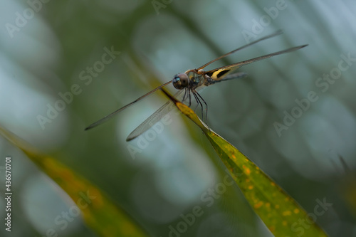 dragonflies on nature plants