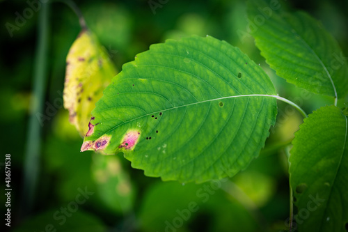 A leaf with some kind of illness and brown spots