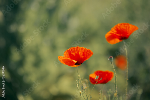 Detail of a Poppy Flower Outdoors in Nature