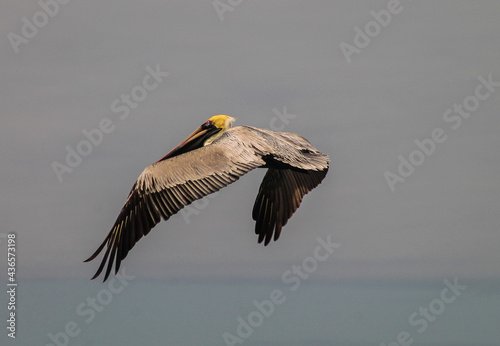 A pelican flies over a beach