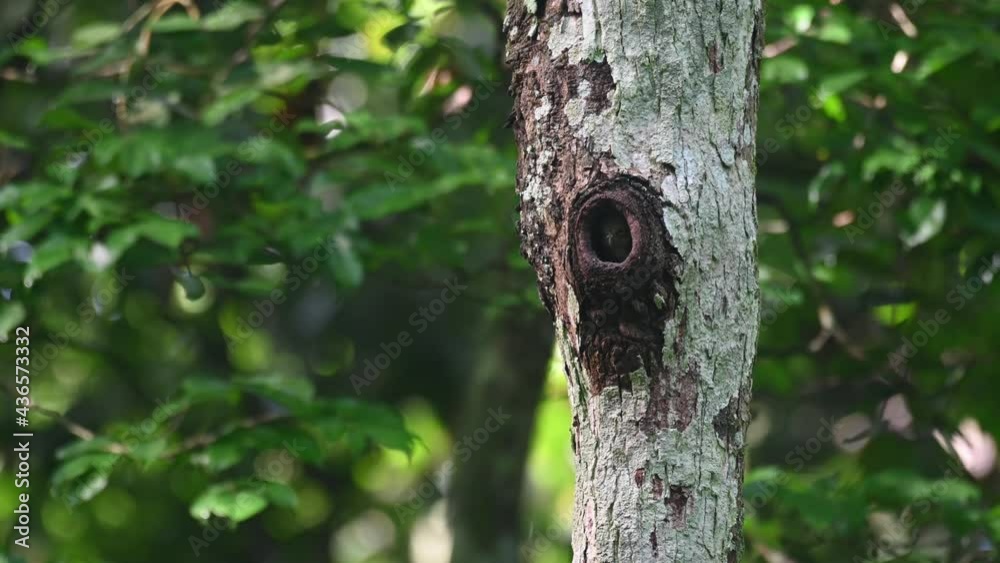 Collared Pygmy Owl, Taenioptynx brodiei, Kaeng Krachan, Thailand; a butterfly flies in front, a nestling sticks its head out, shakes its head, sways left and right in a motion inside the burrow. Collared Pygmy Owl, Taenioptynx brodiei, Kaeng Krachan, Thailand; a butterfly flies in front, a nestling sticks its head out, shakes its head, sways left and right in a motion inside the burrow.