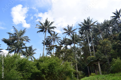 palm trees and sky © Angela