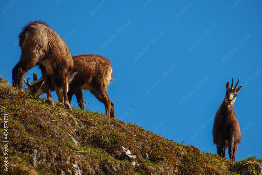 alpine chamois (Rupicapra rupicapra) feeding in the wild alpine chamois (Rupicapra rupicapra) feeding in the wild