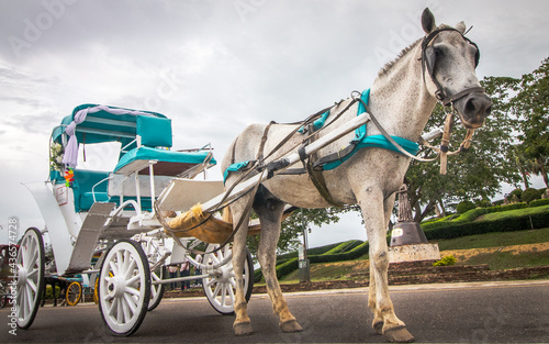 Canvas Print horse and carriage