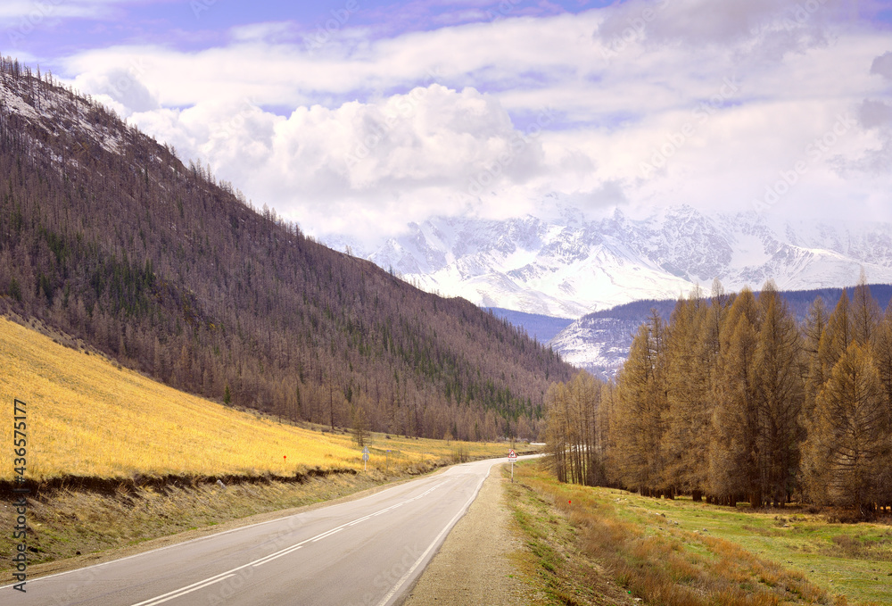 Fototapeta premium Chui highway in the Kurai steppe. Asphalt road surrounded by coniferous forests on the background of the snow-capped peaks of the Northern Chui range, cloudy blue sky. Gorny Altai, Siberia, Russia