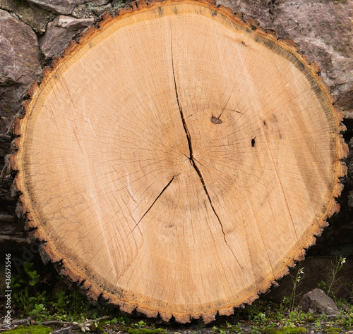 Round cut tree wood with details