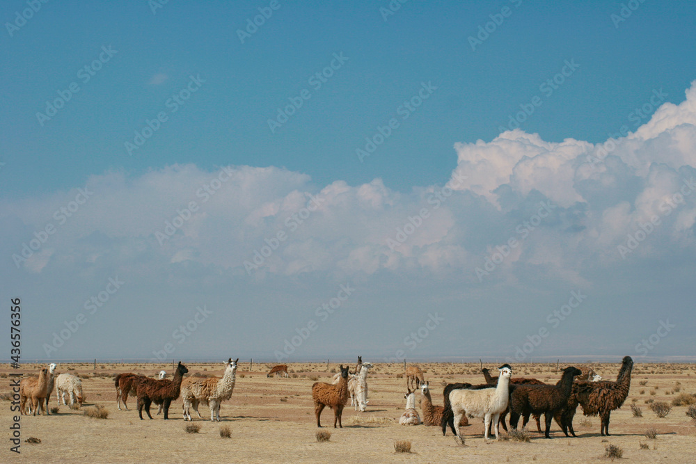 Fototapeta premium Llamas in the arid landscape of northwestern Argentina on a clear day. Puna Jujeña- Jujuy.