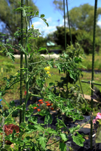 家庭菜園のトマトの様子