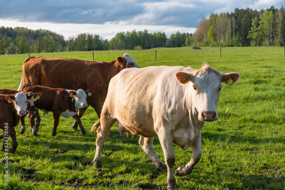 Vasteras, Sweden Cows in a green field. No markings
