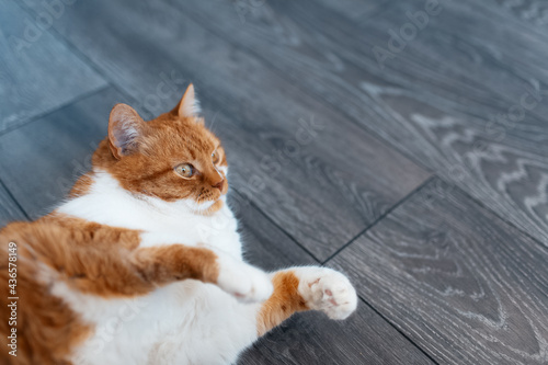 Close-up portrait of cute fluffy red and white cat, lying on the dark grey laminate floor, with paws up. Photo with copy space.