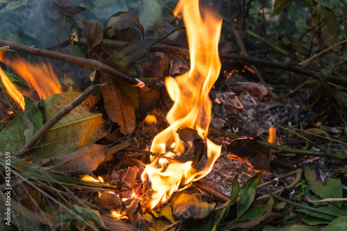 fire or bonfire of dried fallen leaves and branches, burning flame, ash and smoke background, closeup view