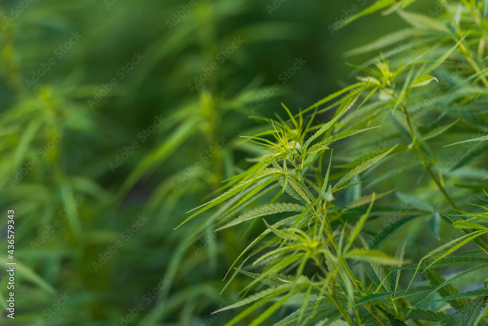 Marijuana leaves and plants