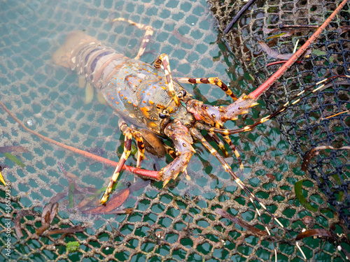 Close up Painted spiny lobster climbing on the net. photo