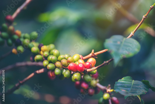 Ripe Red coffee bean berry plant fresh seed coffee tree growth in green eco organic farm. Close up red ripe seed robusta arabica berries harvest for coffee garden. Fresh coffee bean green leaf bush