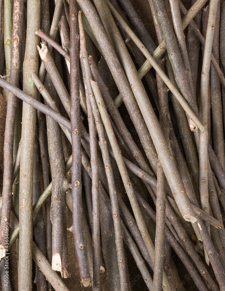 wood sticks or cut and collected firewood background texture surface or wallpaper abstract, closeup and top down view wood sticks or cut and collected firewood background texture surface or wallpaper abstract, closeup and top down view