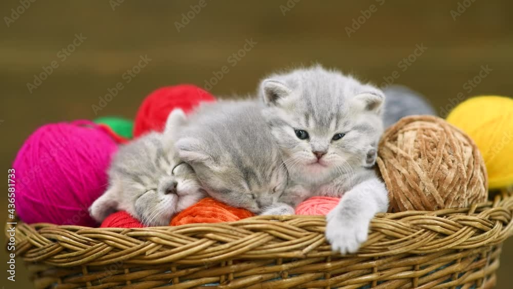 Group of cute kittens sleep together inside a basket with clews of ...