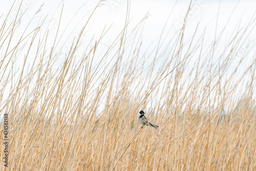 Common reed bunting