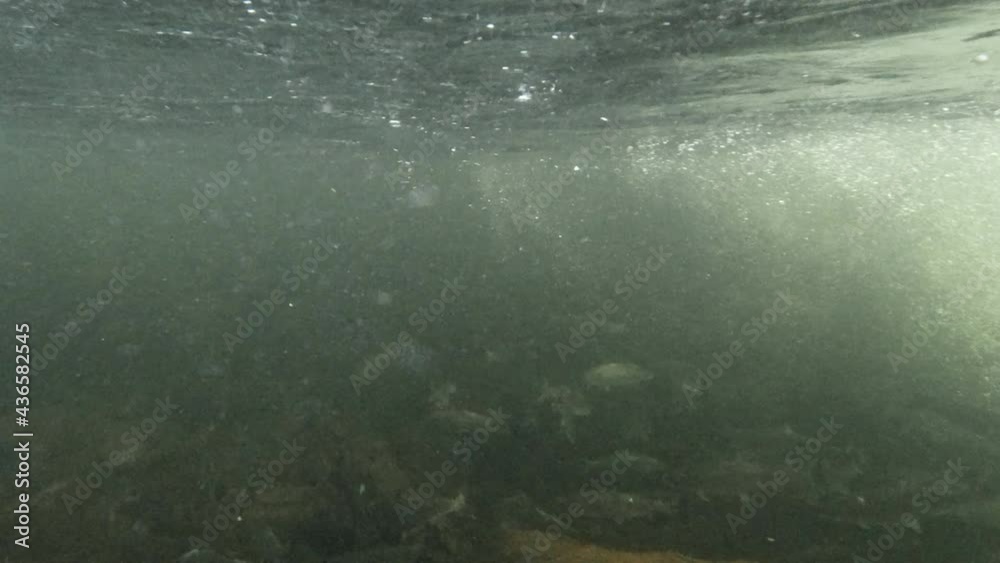 Going sub surface to see a bunch of wild sea trout in river stream.
