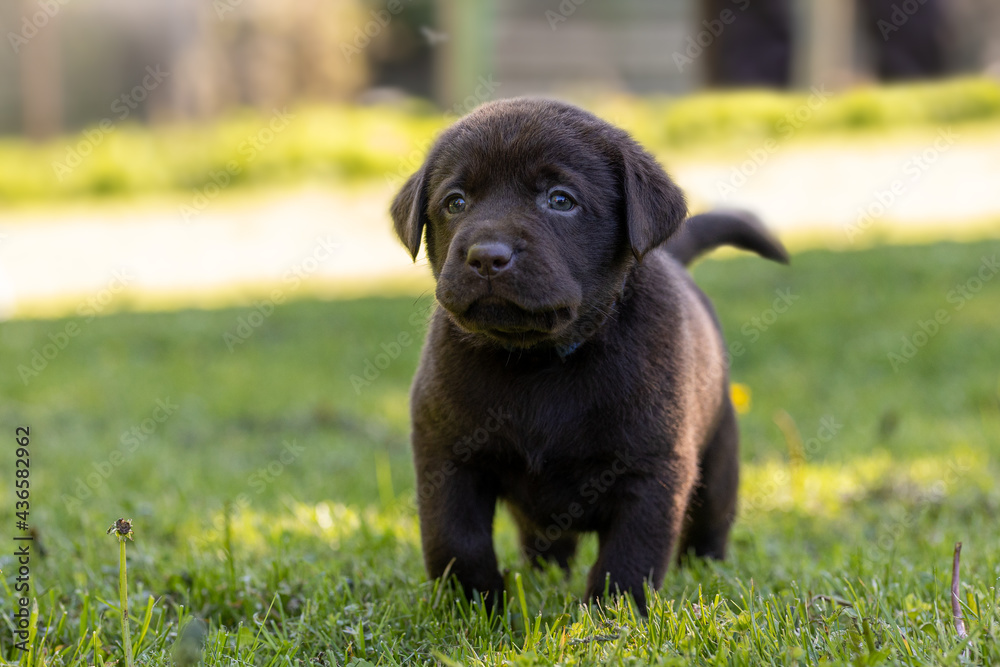 Cute labrador puppy in green grass Cute labrador puppy in green grass