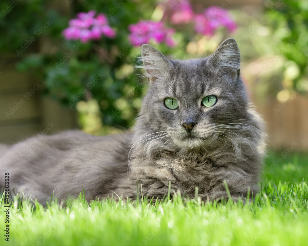 Fluffy grey cat lying in front of pink geraniums