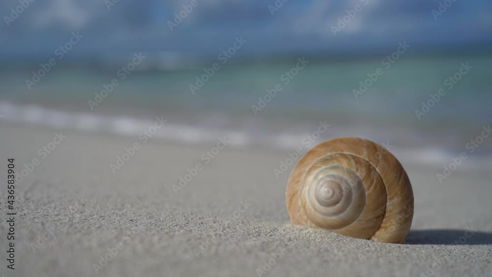 Wave comes to seashell on the white sand beach in slow motion. Vacation and travel concept