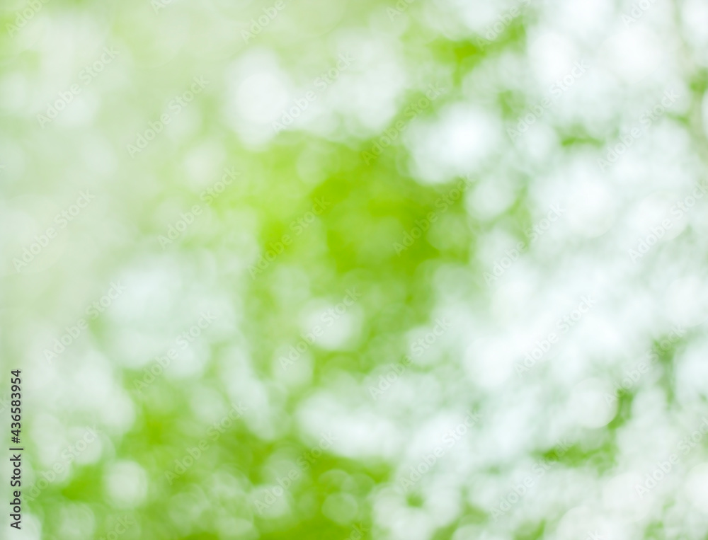 Obraz premium Abstract summer white-green background. Natural bokeh. Can be used for design.