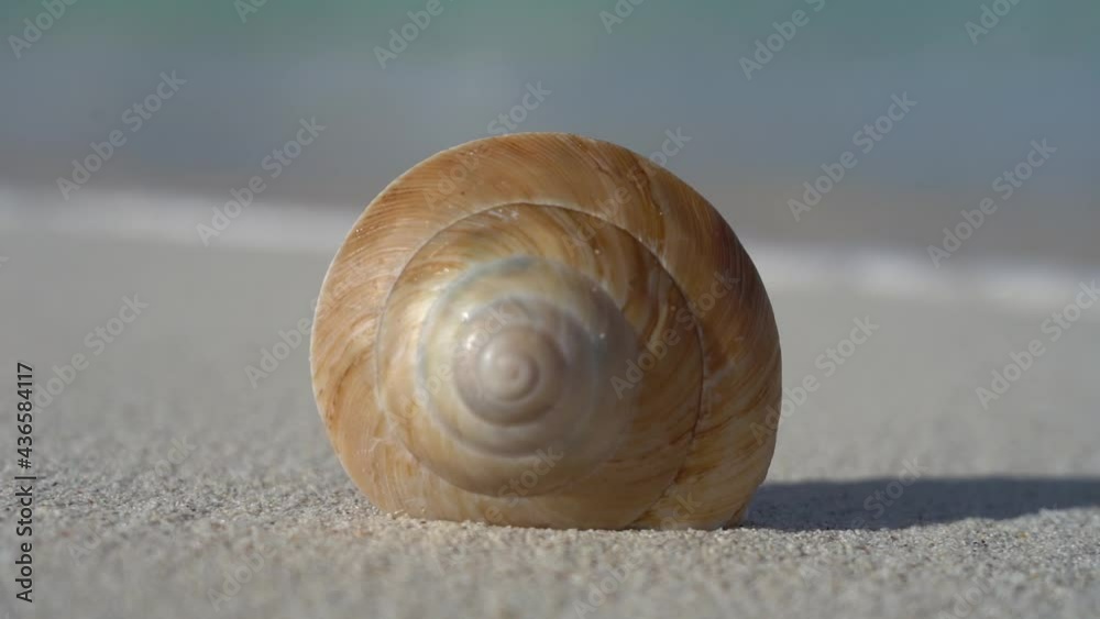 Sea seashell on the white sand beach in slow motion. Vacation and travel concept