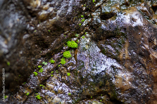 selective focus Moss on wet rocks. Rock at a waterfall in Thailand